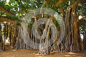 Banyan tree roots