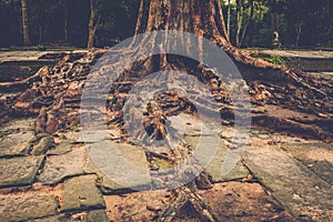 Banyan tree roots in Angkor temple ruins, Siem Reap, Cambodia.