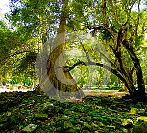 Banyan tree roots in Angkor temple ruins, Siem Reap, Cambodia.