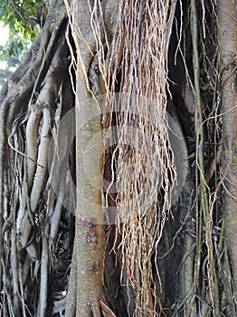 banyan tree roots in close up view