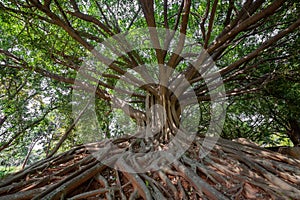 Banyan tree and roots in the forest.