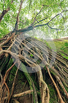 Banyan tree roots in the jungle at Phuket, Thailand