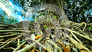 banyan tree roots from a low angle