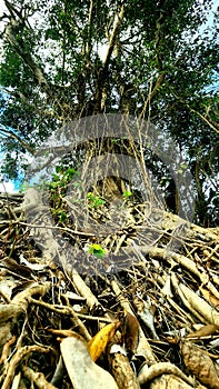 banyan tree roots from a low angle