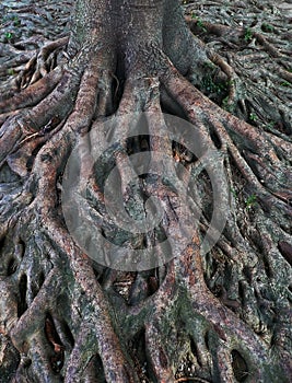 Banyan Tree roots over Earth Surface