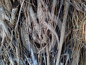 Banyan tree roots pattern.