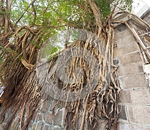 Banyan tree roots rumble down on an old stone wall