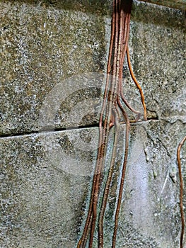 banyan tree roots stuck to the wall