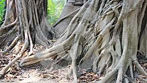 Banyan Tree Roots In Tropical Forest