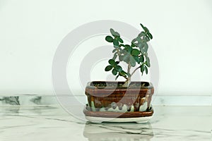 Banyan Tree Small bonsai in a square plant pot. a lucky tree. It is believed that there is a meaning of collecting gold money to