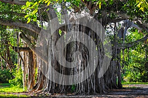 Banyan tree photo