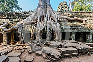 Banyan tree ta prohm angkor wat cambodia
