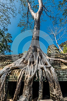 Banyan tree Ta Prohm Angkor Wat Cambodia