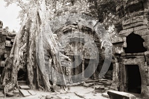 Banyan tree at Ta Prohm temple complex