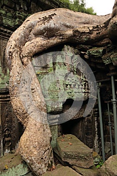 Banyan tree at Ta Prohm Temple photo