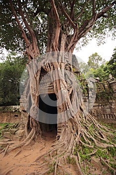 Banyan tree at Ta Som Temple photo