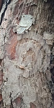 Banyan tree textured surface. nature background wallpaper,