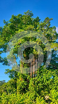 Banyan tree that thrives in tropical climates