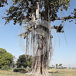 Banyan tree trunck and its branch root photo