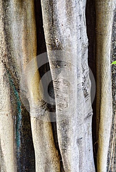 Banyan tree trunk