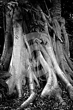 Banyan Tree Trunk and Roots