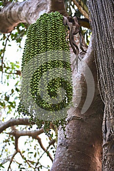 Banyan tree trunk and seeds close-up.