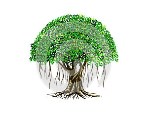 Banyan tree vector illustration with roots