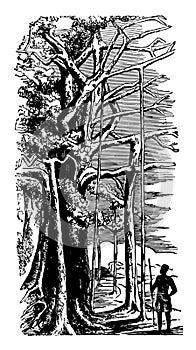 Banyan Tree vintage illustration photo