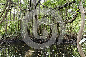 Banyan tree and watercourse in the jungle