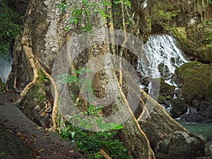 Banyan Tree and the waterfall, Thailand, Krabi