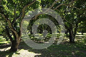 Banyan trees in the Botanical Garden. This is a popular tourist attraction and the oldest botanical