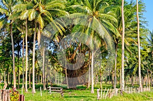 Banyan trees - Espiritu Santo