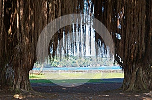 Banyan Trees of Hilo photo