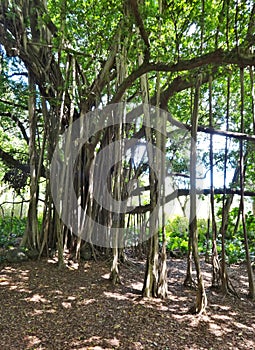 Banyan trees on Maui