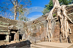 Banyan trees on ruins in Ta Prohm temple