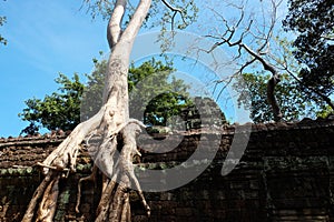 Banyan trees on ruins in Ta Prohm temple. Cambodia. Large aerial ficus roots on ancient stone wall. Abandoned ancient buildings.