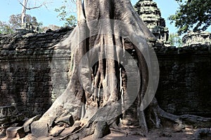 Banyan trees on ruins in Ta Prohm temple. Cambodia. Large aerial ficus roots on ancient stone wall. Abandoned ancient buildings.