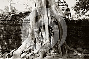 Banyan trees on ruins in Ta Prohm temple. Cambodia. Large aerial ficus roots on ancient stone wall. Abandoned ancient buildings.