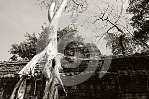 Banyan trees on ruins in Ta Prohm temple. Cambodia. Large aerial ficus roots on ancient stone wall. Abandoned ancient buildings.