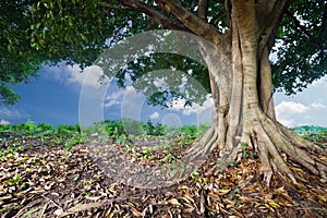Banyan tropical tree