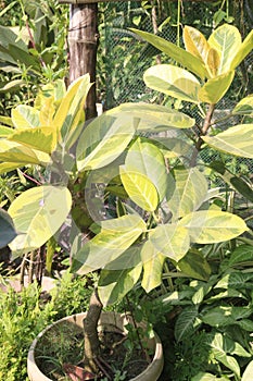 Banyan Variegated tree plant on farm