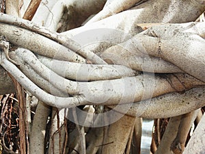 Banyans Trees Roots