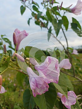 The krangkungan plant is flowering beautifully, light purple in color with green leaves photo