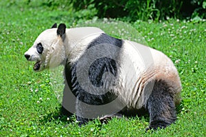 Bao Bao a Giant Panda cub born in the US.