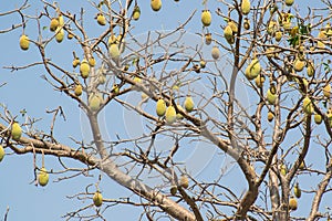 Baoba Adansonia digitata fruits laded on the tree Mandav