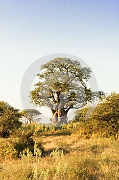 Baobab-Tree