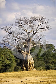 Baobab