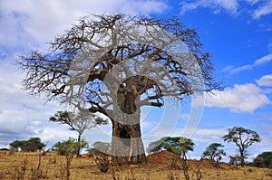 Baobab photo