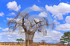 Baobab photo