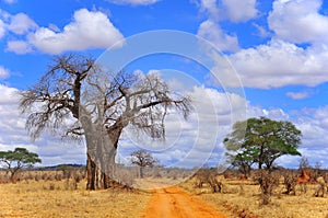 Baobab photo